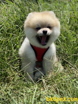 Boo Pomeranian Chris Ayıcık Surat Orjinal 1