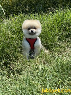 Boo Pomeranian Chris Ayıcık Surat Orjinal 4