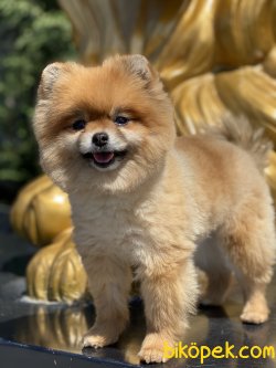 Boo Pomeranian Dog Eğitimli Köpeğimiz 4