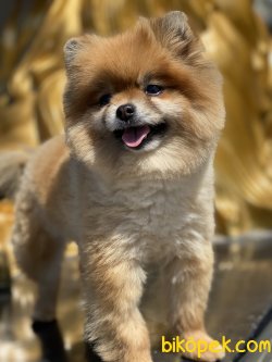 Boo Pomeranian Dog Eğitimli Köpeğimiz 3