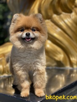 Boo Pomeranian Dog Eğitimli Köpeğimiz 1