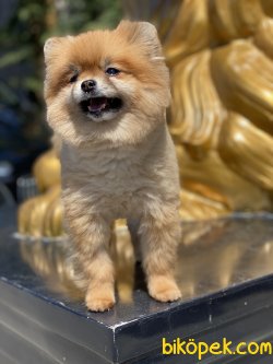 Boo Pomeranian Dog Eğitimli Köpeğimiz 2