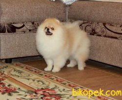 Boo Pomeranian Eğitimli Yetişkinler Ayı Surat 2