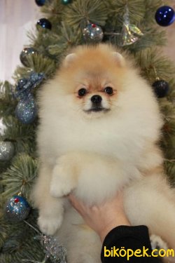 Boo Pomeranian Eğitimli Yetişkinler Ayı Surat 1