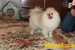 Boo Pomeranian Eğitimli Yetişkinler Ayı Surat 3