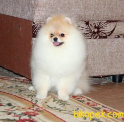 Boo Pomeranian Eğitimli Yetişkinler Ayı Surat 4