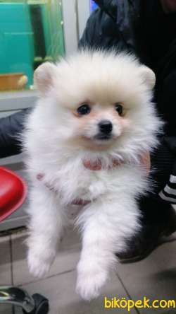 Boo Pomeranian Erkek Yavru 3 Aylık 3