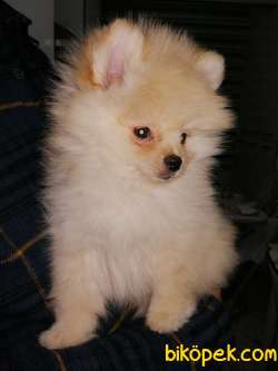Boo Pomeranian Erkek Yavru 3 Aylık 2