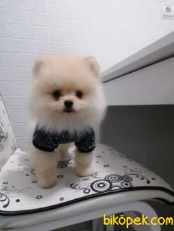 Boo Pomeranian Erkek Yavru 3 Aylık 1