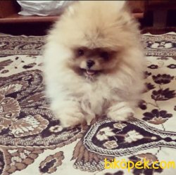 Boo Pomeranian Gülen Surat Yavrular 3