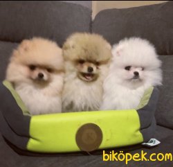 Boo Pomeranian Gülen Surat Yavrular 2
