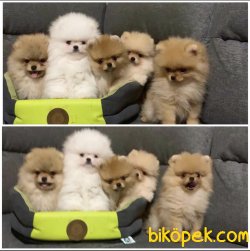 Boo Pomeranian Gülen Surat Yavrular 1