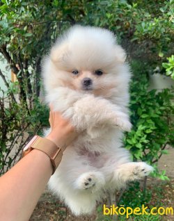 Boo Pomeranian Irk Garantili Yavrular 3