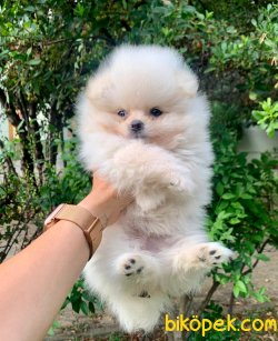 Boo Pomeranian Irk Garantili Yavrular 2