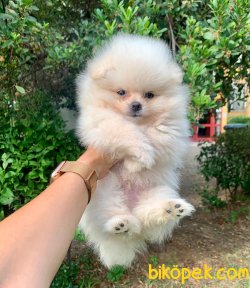 Boo Pomeranian Irk Garantili Yavrular 1