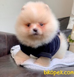 Boo Pomeranian Irkının En Güzel Yavruları 2