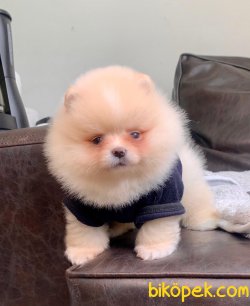 Boo Pomeranian Irkının En Güzel Yavruları 3