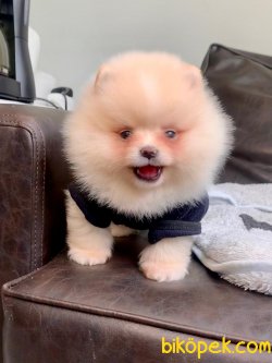 Boo Pomeranian Irkının En Güzel Yavruları 1