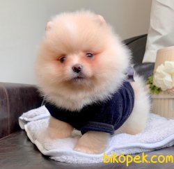 Boo Pomeranian Irkının En Güzel Yavruları 4