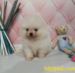 Boo Pomeranian Mini Boy Belgeli Yavrular 4