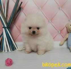 Boo Pomeranian Mini Boy Belgeli Yavrular 1