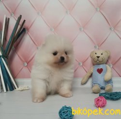 Boo Pomeranian Mini Boy Belgeli Yavrular 3