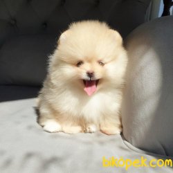 Boo Pomeranian Mini Boy Yavrular 2