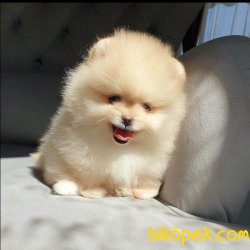 Boo Pomeranian Mini Boy Yavrular 3