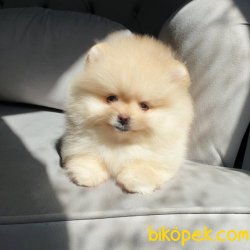 Boo Pomeranian Mini Boy Yavrular 4