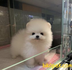 Boo Pomeranian Mini Boy Yavrular 1