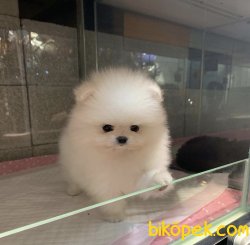 Boo Pomeranian Mini Boy Yavrular 2