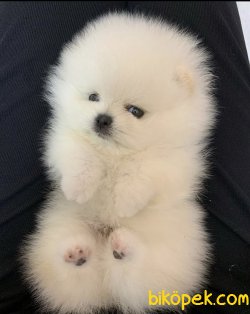 Boo Pomeranian Mini Boy Yavrular 3