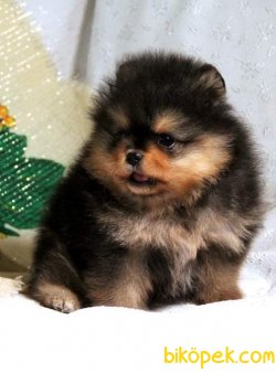 Boo Pomeranian Nadir Renk Black And Tan 1