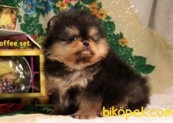 Boo Pomeranian Nadir Renk Black And Tan 4