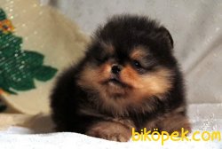 Boo Pomeranian Nadir Renk Black And Tan 2