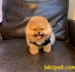 Boo Pomeranian Panda Tip Yavrular 5