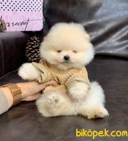 Boo Pomeranian Panda Tip Yavrular 2