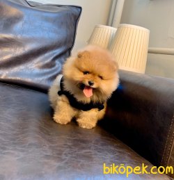 Boo Pomeranian Panda Tip Yavrular 3