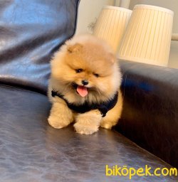 Boo Pomeranian Panda Tip Yavrular 4