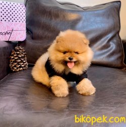 Boo Pomeranian Panda Tip Yavrular 1