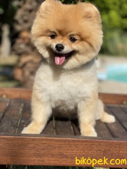 Boo Pomeranian Teddy Bear Ayı Surat Fci Secereli 2