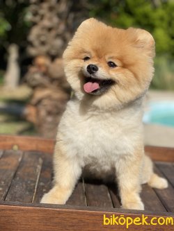 Boo Pomeranian Teddy Bear Ayı Surat Fci Secereli 1