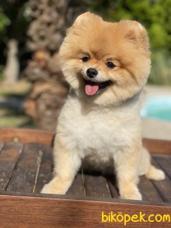 Boo Pomeranian Teddy Bear Ayı Surat Fci Secereli 3