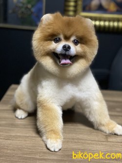 Boo Pomeranian Teddy Bear Eğitimli Köpeğmiz 1