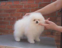 BOO POMERANİAN TEDDY BEAR FCİ KAYITLI 4