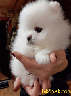 BOO POMERANİAN TEDDY BEAR FCİ KAYITLI 3