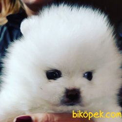 BOO POMERANİAN TEDDY BEAR FCİ KAYITLI 2