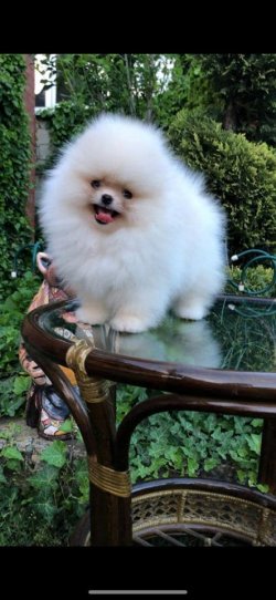 BOO POMERANİAN TEDDY BEAR FCİ KAYITLI 1