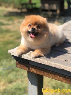 Boo Pomeranian Teddy Bear Orjinal Ayıcık Tip 4