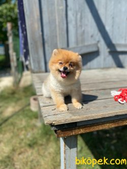Boo Pomeranian Teddy Bear Orjinal Ayıcık Tip 2